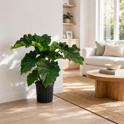 10” Alocasia Low Rider Elephant Ear Plant – Rare Tropical Indoor Plant with Ruffled Green Leaves