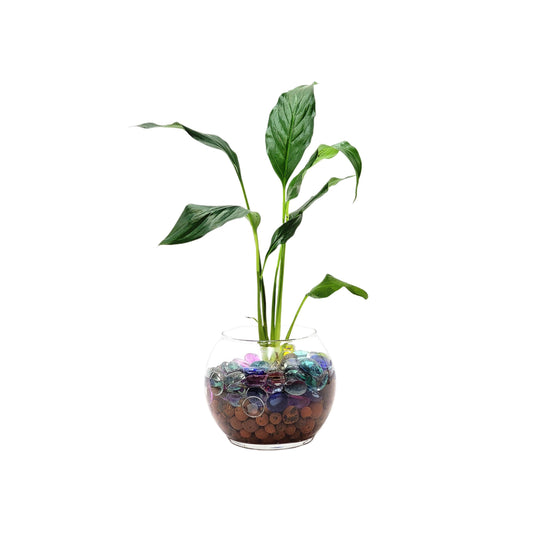Peace Lily in a Modern Glass Hydroponic Planter with LECA Balls - Low Light Indoor Plant, Air Purifying Houseplant, Free Heat Pack