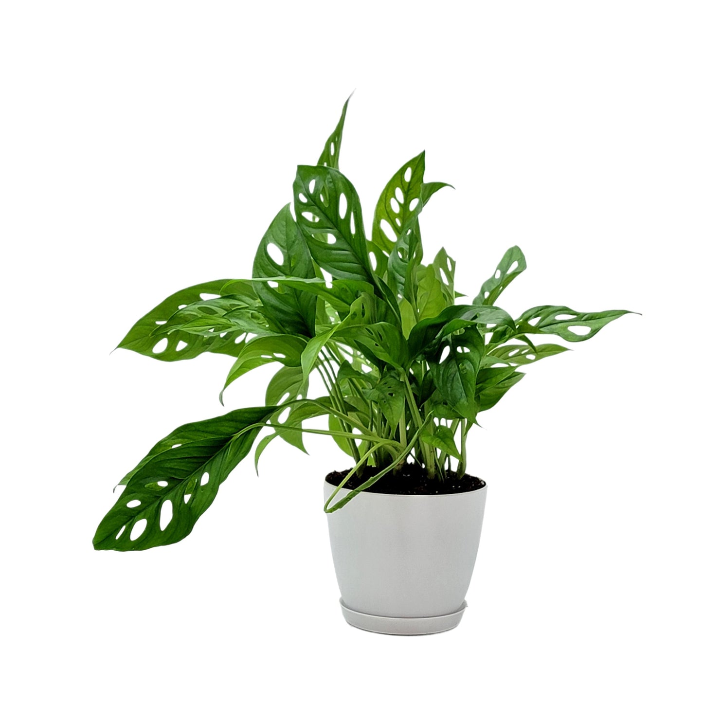 Rare Tropical Charm: Monstera Adansonii 'Swiss Cheese," Easy Care & Iconic Foliage Indoor Houseplant, Air Purifying Plant, 6-inch Decor Pot