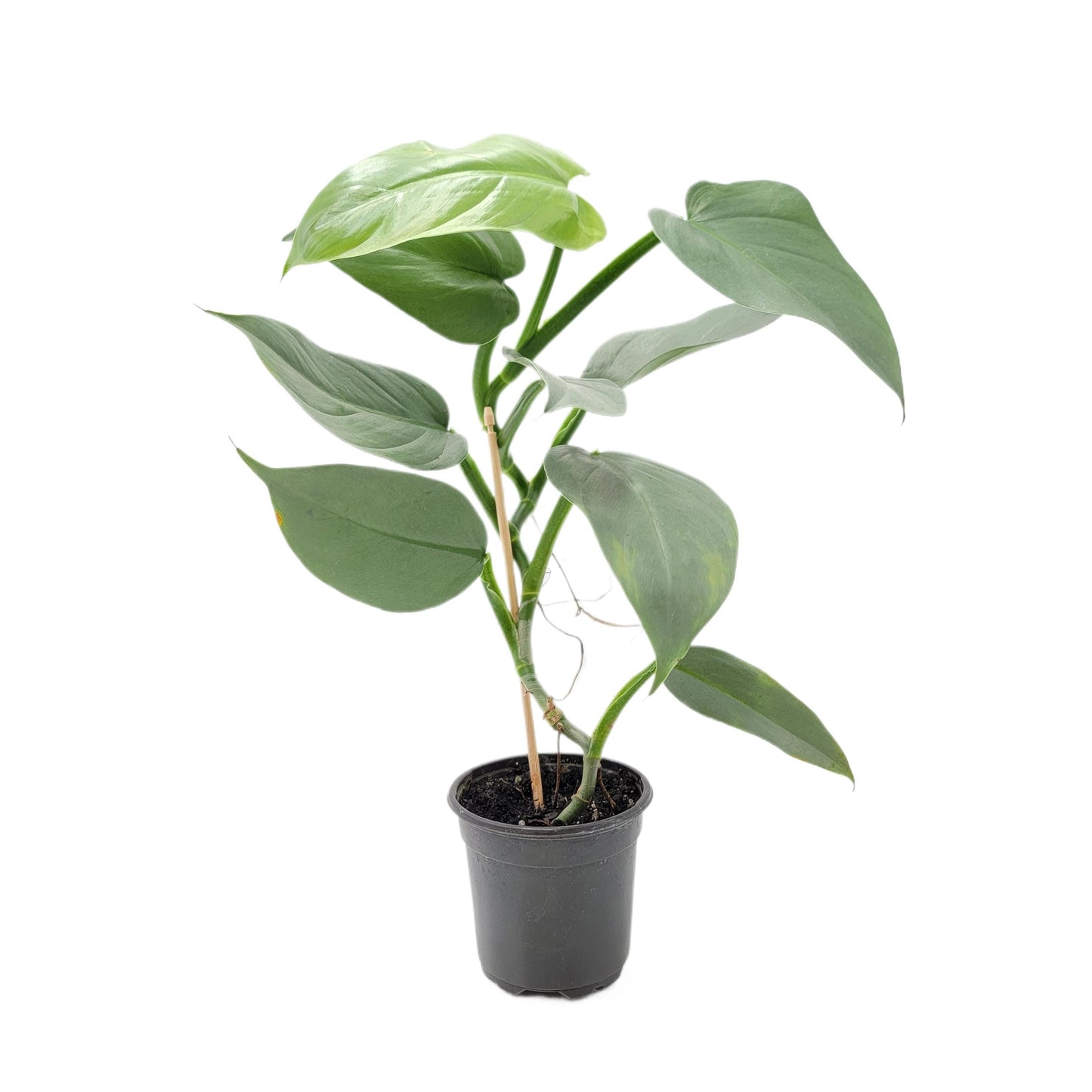 Philodendron Silver Sword, Philodendron hastatum – 4” Pot