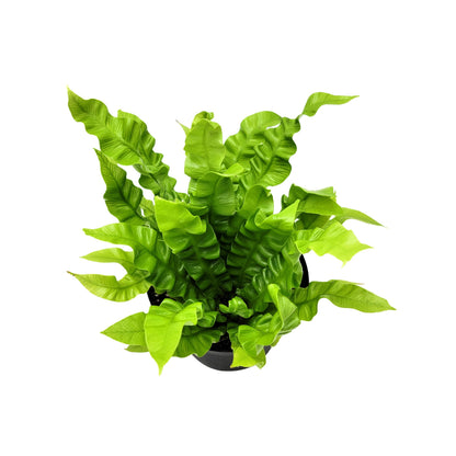 Crispy Wave Fern, Asplenium Nidus, Birds Nest Fern – Houseplants, Gift Plants, Bathroom Plants, Terrarium Plants, Air Purifier – 6” Pot