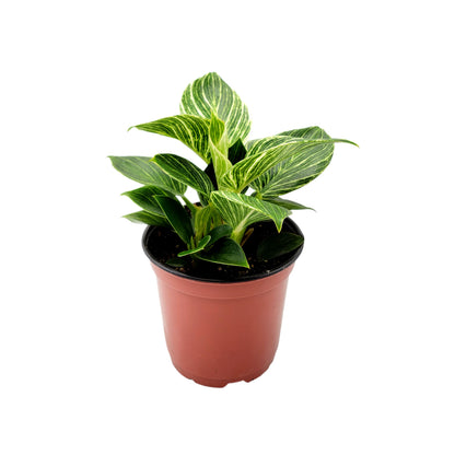 Philodendron Birkin – houseplant, foliage plant, home décor, office décor – 6" Pot