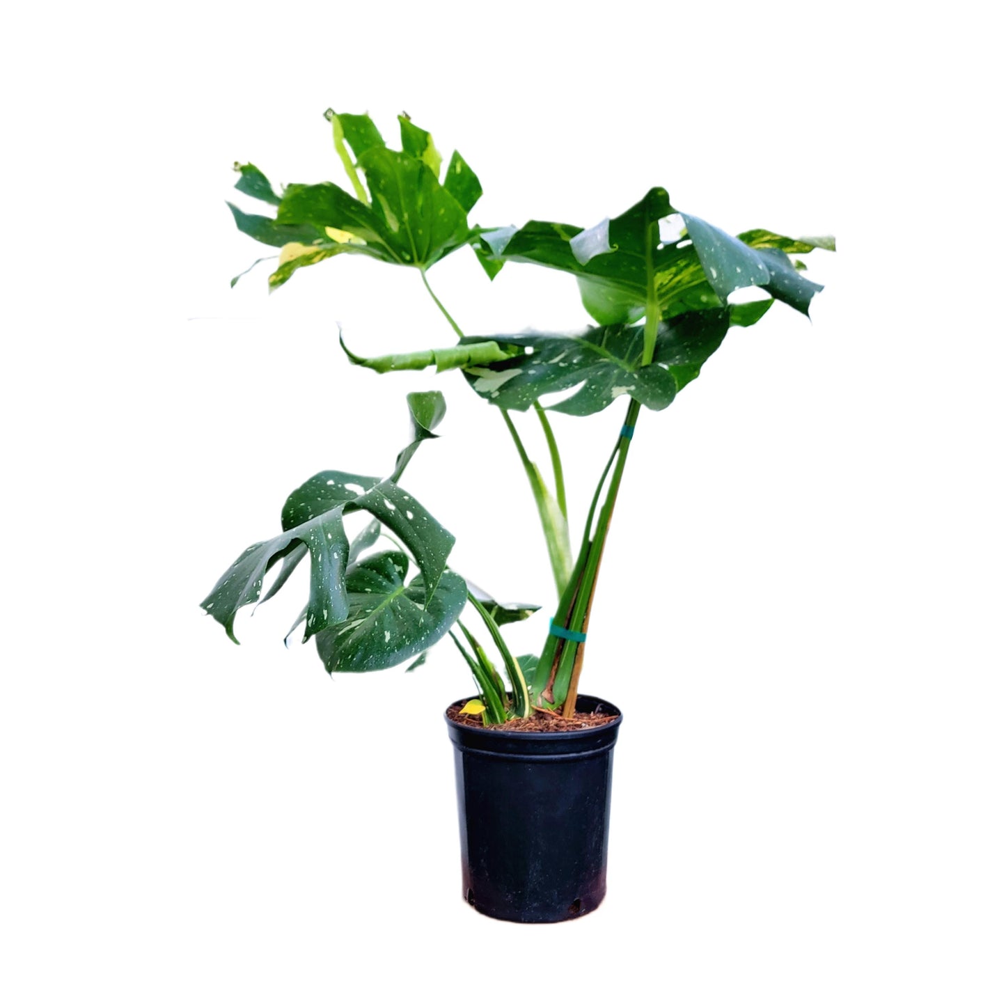 Premium Thai Constellation Monstera - Large Statement Houseplant in 9-Inch Pot, Rare Indoor Floor Plant Beauty