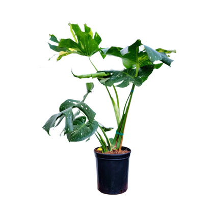 Premium Thai Constellation Monstera - Large Statement Houseplant in 9-Inch Pot, Rare Indoor Floor Plant Beauty