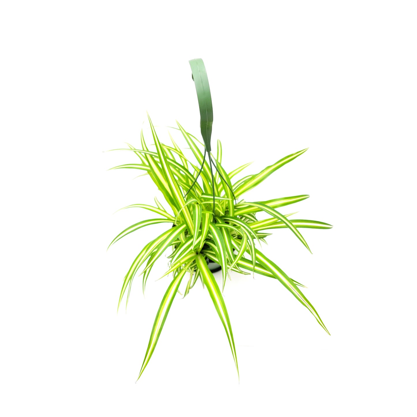 Variegated Spider Plant, Chlorophytum comosum ‘Vittatum’, Airplane Plant, Air Cleaner, House Plants – 6” Hanging Basket