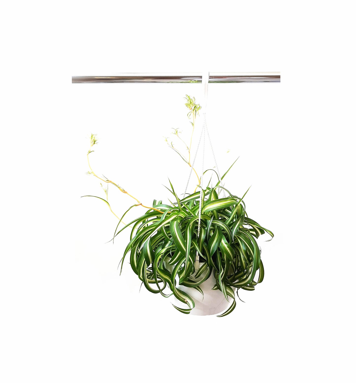 8"-Hanging Basket Bonnie Curly Spider Plant, Chlorophytum comosum, Airplane Plant - Houseplants, Foliage Plants, Airpurifiers, Home Decor