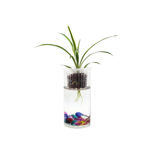 Spider Plant in a Modern Glass Hydroponic Planter with Net Cup - Low Light Indoor Plant, Air Purifying Houseplant, Free Heat Pack