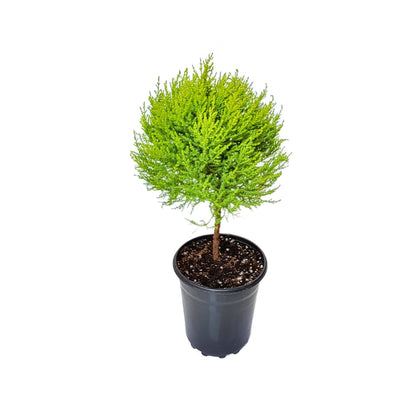 6"- Deep Pot of Topiary Lemon Cypress Tree, Cupressus macrocarpa, Goldcrest Cypress – Lemon Fragrance, Bonsai Plants, Gifts