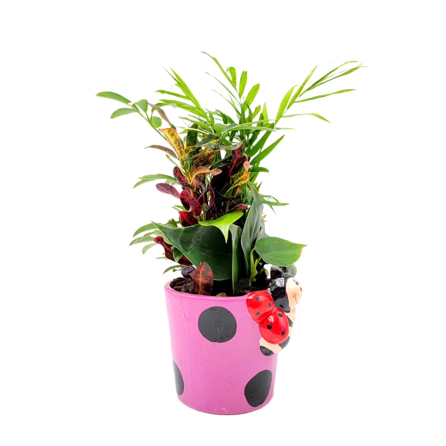 Dish Garden Mixed Plants in 6-Inch Ladybug Ceramic Planter - Cute Plant Gift, Live Indoor Houseplants, Novelty Planter, Air Purifying Plants