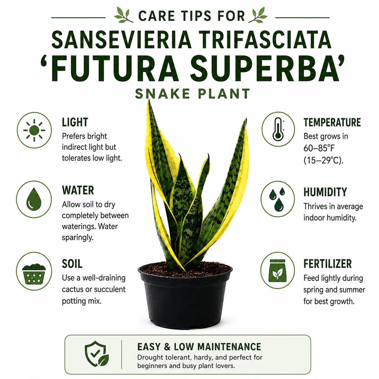 Sansevieria Futura Superba Snake Plant in 6-Inch Nursery Pot – Easy Indoor Low Light Houseplant