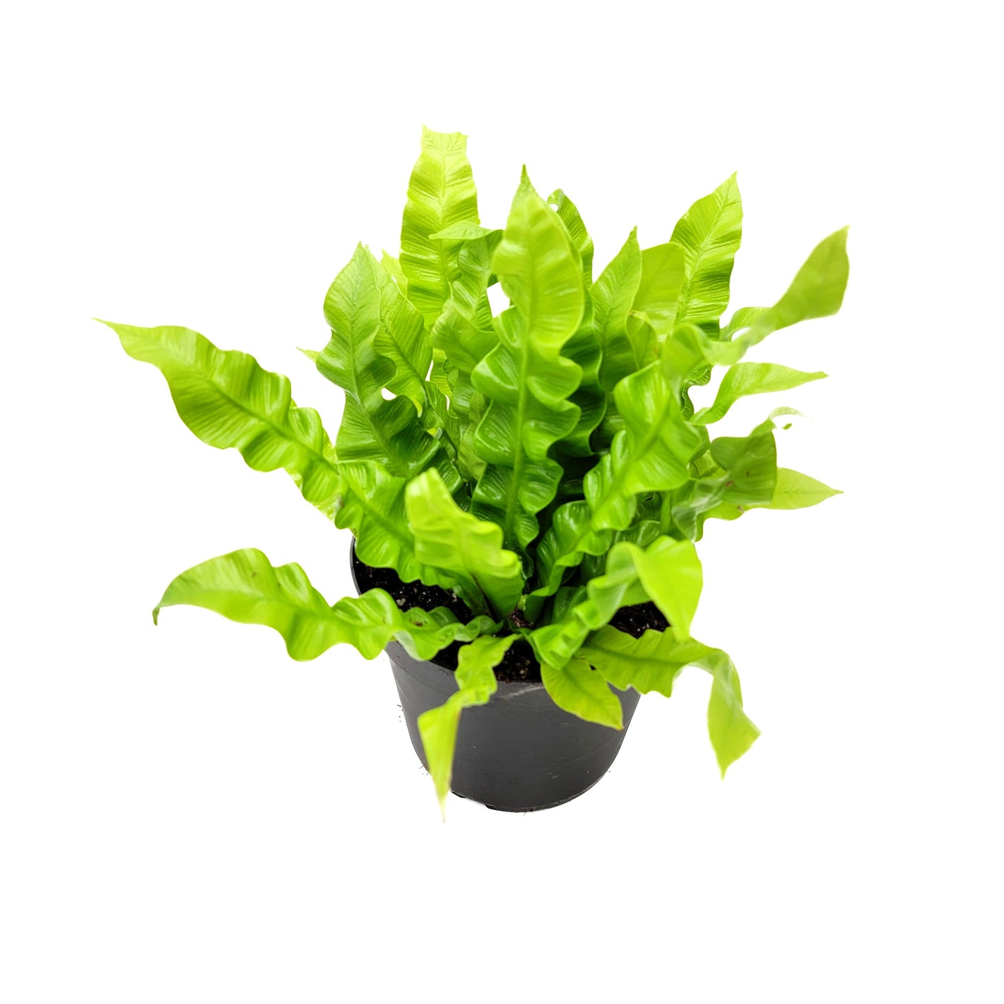 Crispy Wave Fern, Asplenium Nidus, Birds Nest Fern – Houseplants, Gift Plants, Bathroom Plants, Terrarium Plants, Air Purifier – 6” Pot