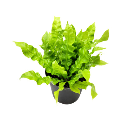 Crispy Wave Fern, Asplenium Nidus, Birds Nest Fern – Houseplants, Gift Plants, Bathroom Plants, Terrarium Plants, Air Purifier – 6” Pot