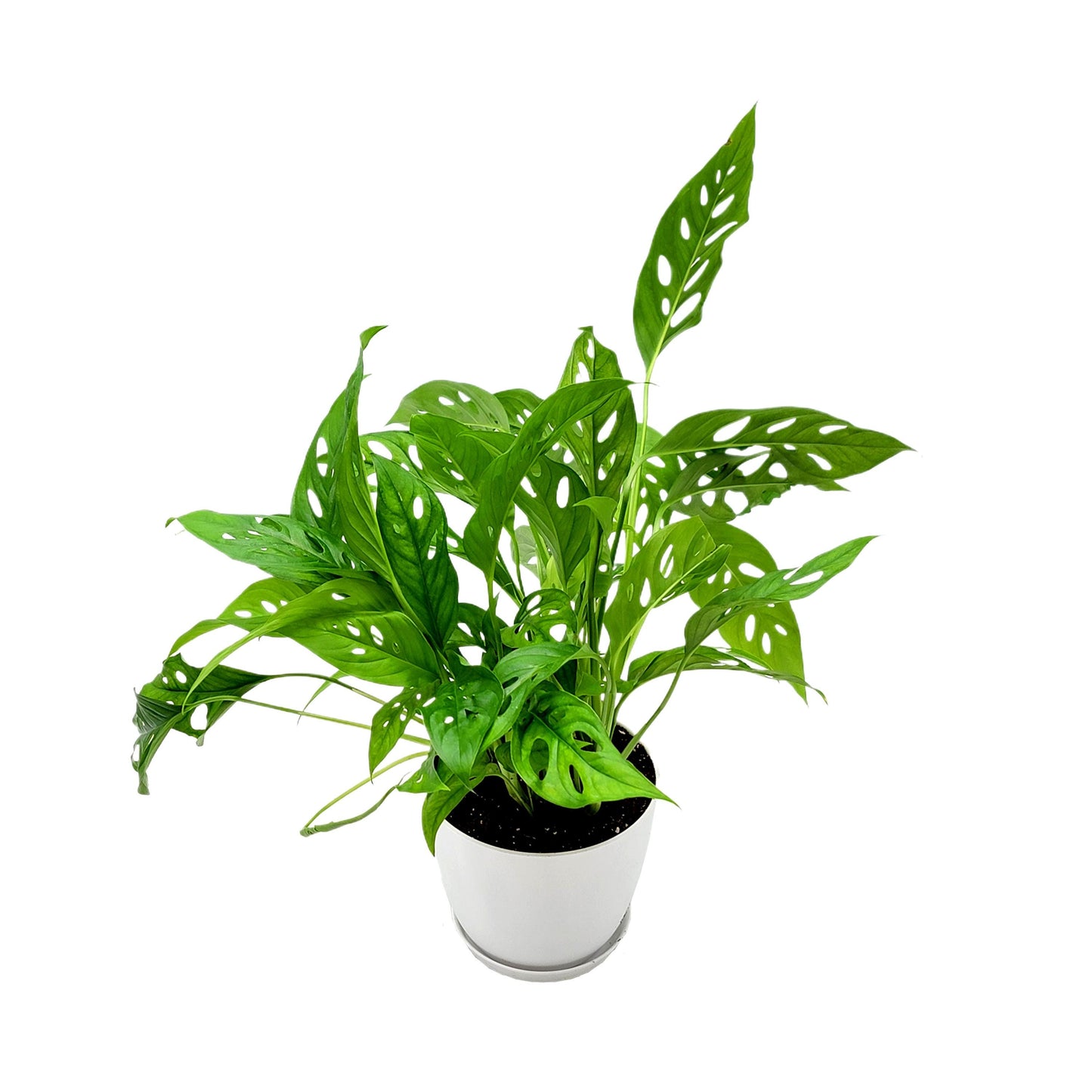 Rare Tropical Charm: Monstera Adansonii 'Swiss Cheese," Easy Care & Iconic Foliage Indoor Houseplant, Air Purifying Plant, 6-inch Decor Pot
