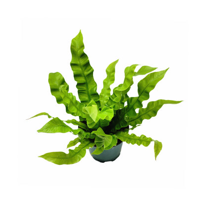 Crispy Wave Fern, Asplenium Nidus, Birds Nest Fern – Houseplants, Gift Plants, Bathroom Plants, Air Purifier – 4” Pot +Free Heatpack