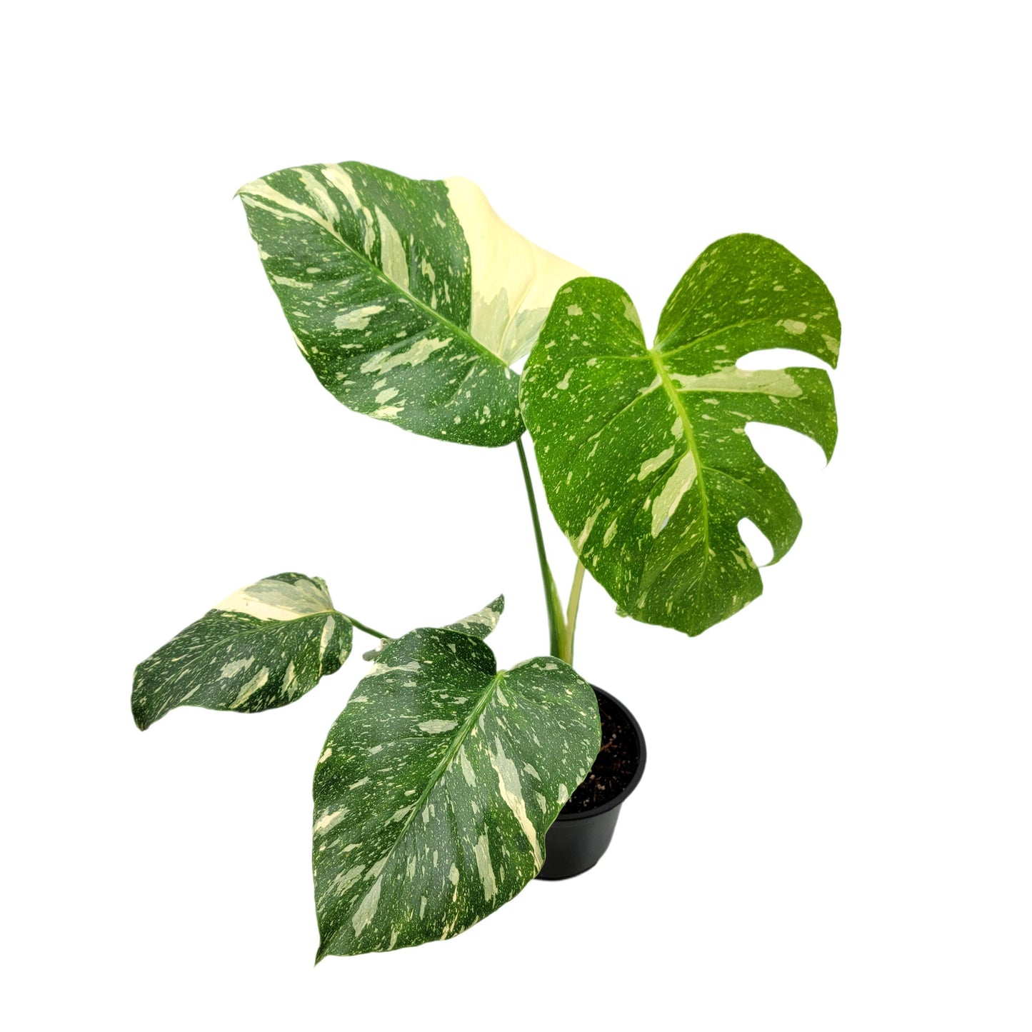 Premium Thai Constellation Monstera - Large Statement Houseplant in 6-Inch Pot, Rare Indoor Plant Beauty