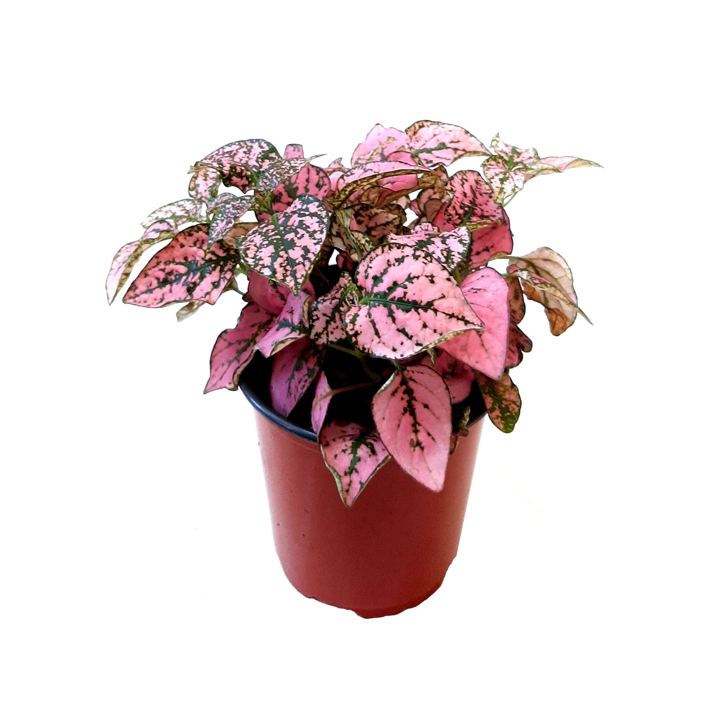 3.5”-pot of Pink Polka Dot Plants, Hypoestes phyllostachya, Freckle Face Plants – Houseplants, Foliage Plants, Indoor Plants, Home Décor