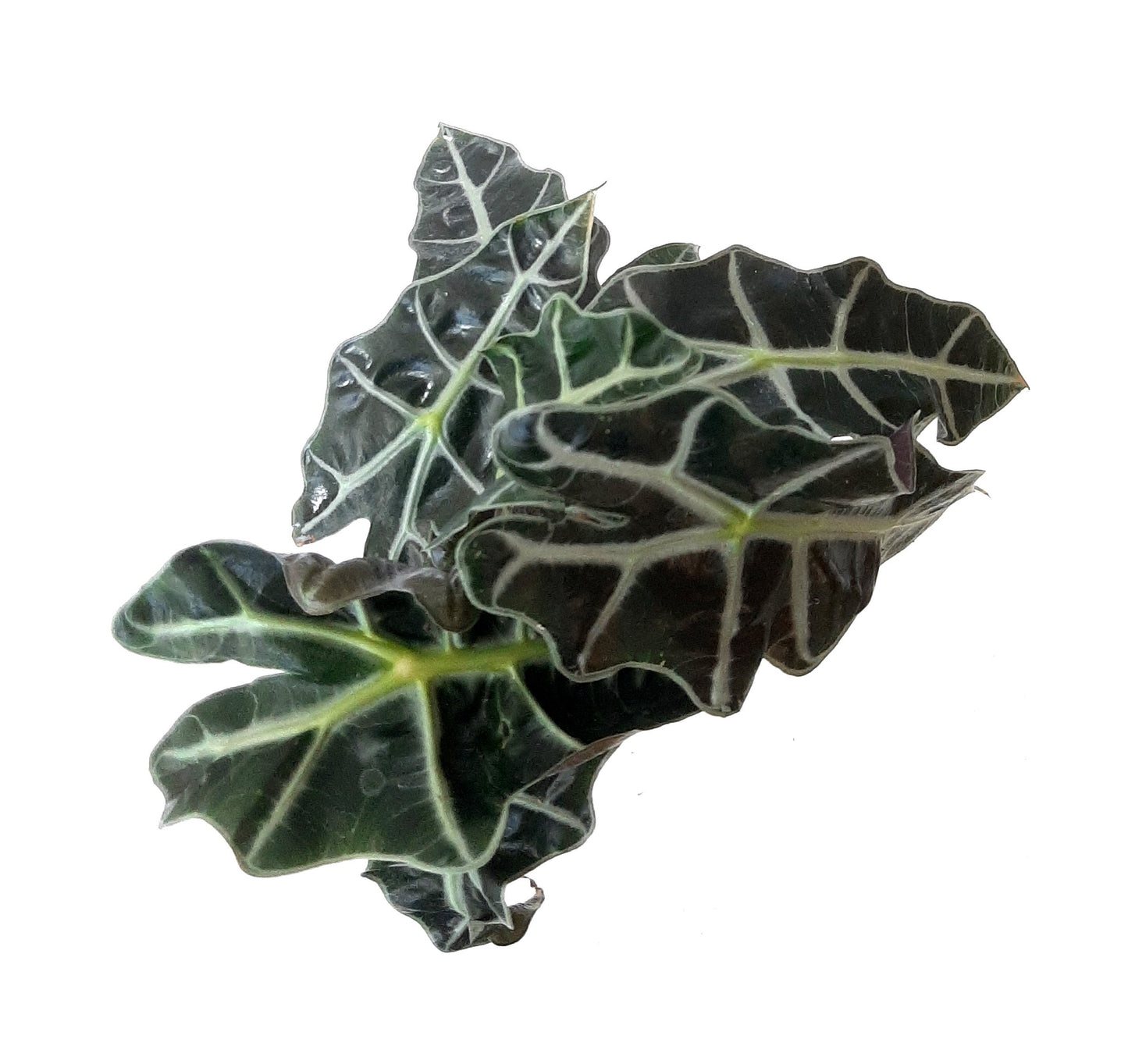 4” Alocasia Polly, Amazon Elephant's Ear Plant – Houseplants, Foliage Plants, Home Décor, Air Purifiers