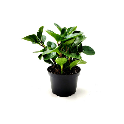 Peperomia Green, Peperomia obtusifolia, Baby Rubberplant, Pepper Face - House Plants, Tropical Plants, Foliage plants - 6" Pot
