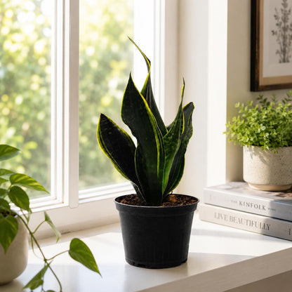 Sansevieria ‘Fabi’ Snake Plant in 6-Inch Nursery Pot – Easy Low Light Indoor Houseplant