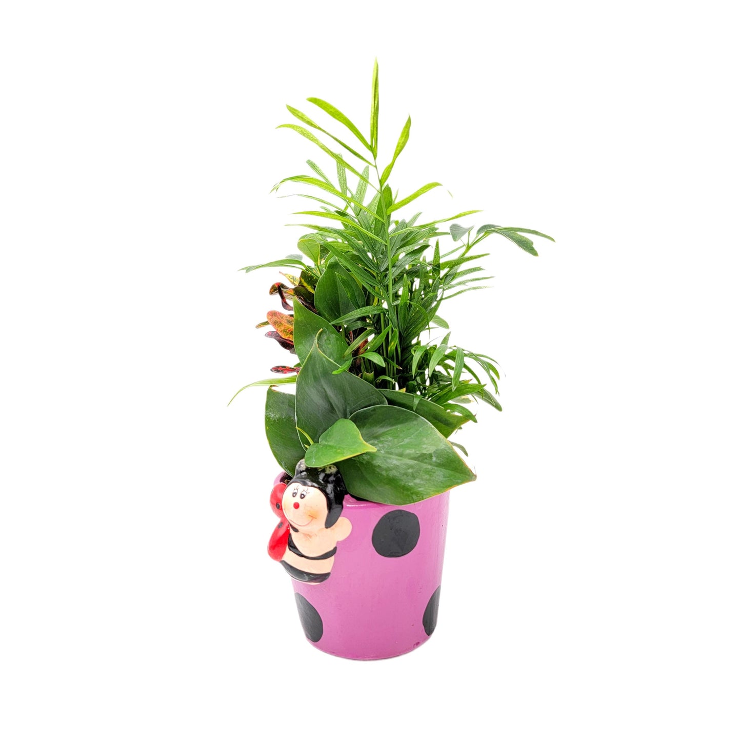 Dish Garden Mixed Plants in 6-Inch Ladybug Ceramic Planter - Cute Plant Gift, Live Indoor Houseplants, Novelty Planter, Air Purifying Plants