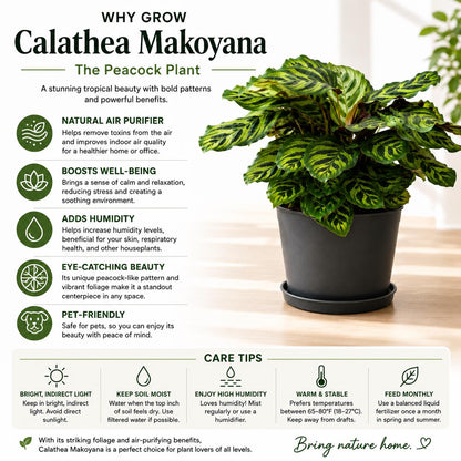 10” Calathea Peacock Plant in Nursery Pot – Large Tropical Indoor Prayer Plant for Home & Office Décor