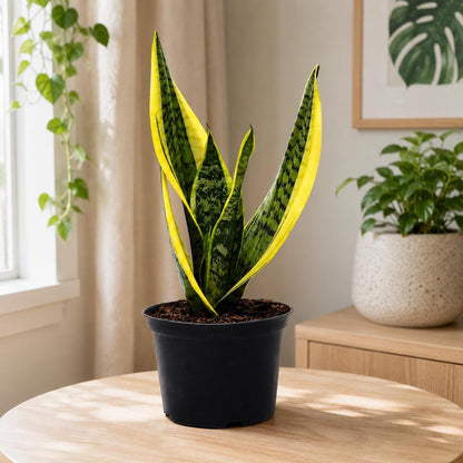 Sansevieria Futura Superba Snake Plant in 6-Inch Nursery Pot – Easy Indoor Low Light Houseplant