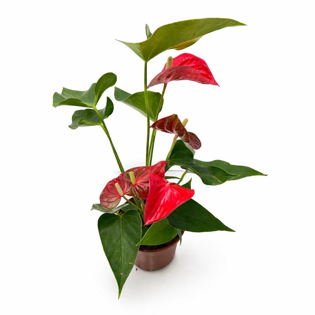 5” Pot Anthurium Red Plant – Live Indoor Flowering Houseplant, Easy Care Tropical Plant