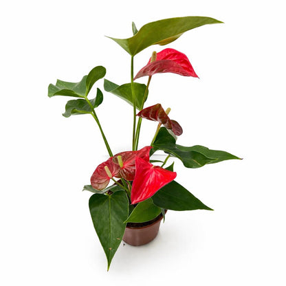 5” Pot Anthurium Red Plant – Live Indoor Flowering Houseplant, Easy Care Tropical Plant