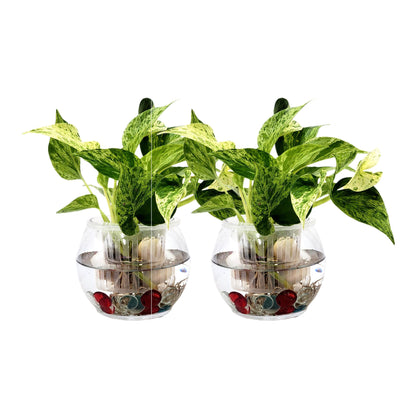 2-PK DIY Glass Hydroponic Planter Kit with Net Cup and Decorative Gems, Grow Your Plants in Water - Plant Not Included