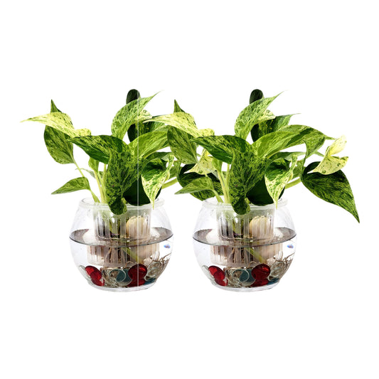 2-PK DIY Glass Hydroponic Planter Kit with Net Cup and Decorative Gems, Grow Your Plants in Water - Plant Not Included