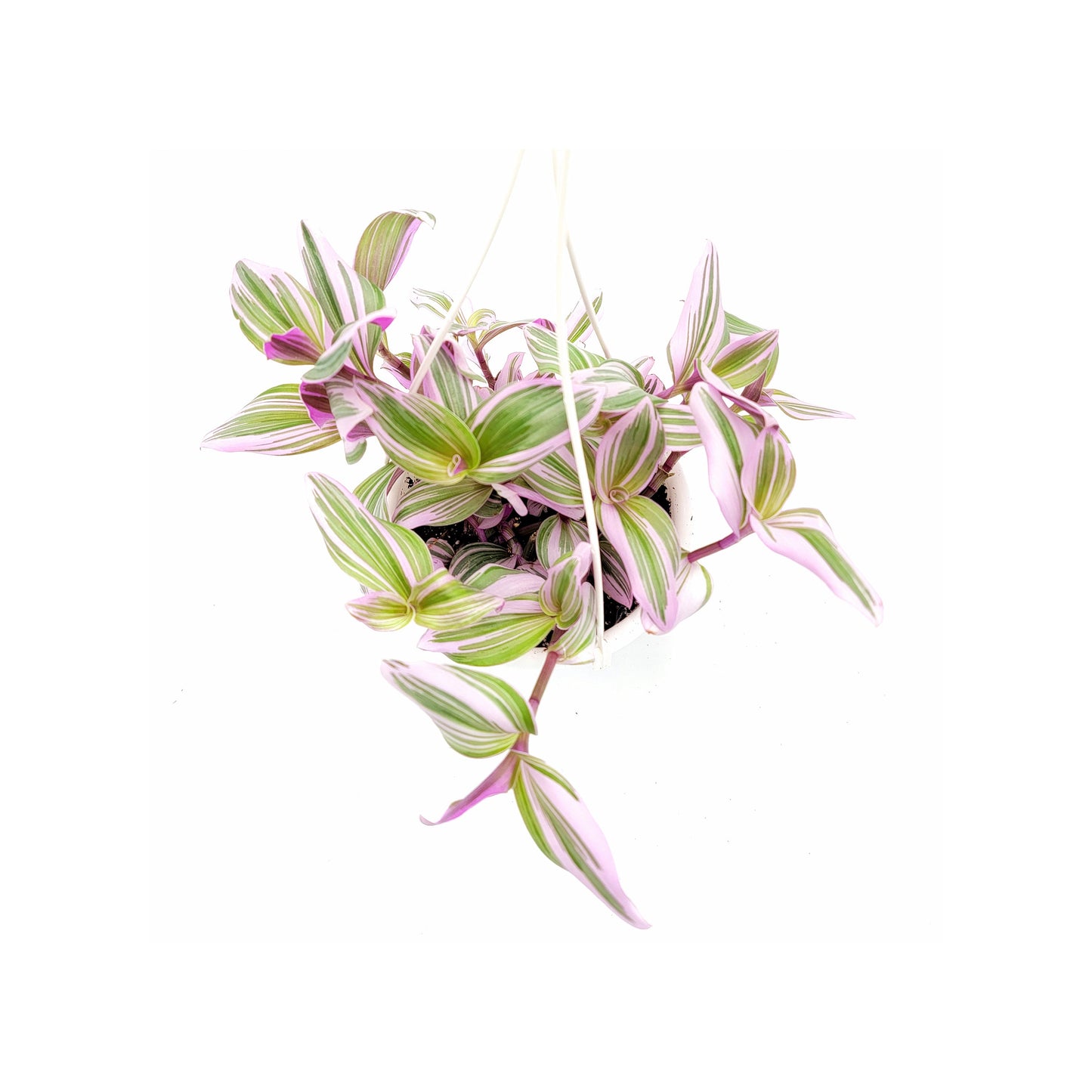 Fantasy Venice Wandering Jew/Tradescantia Nanouk/Tradescantia albiflora Nanouk – House Plants/Hanging Basket/Gift – 6" Hanging Basket