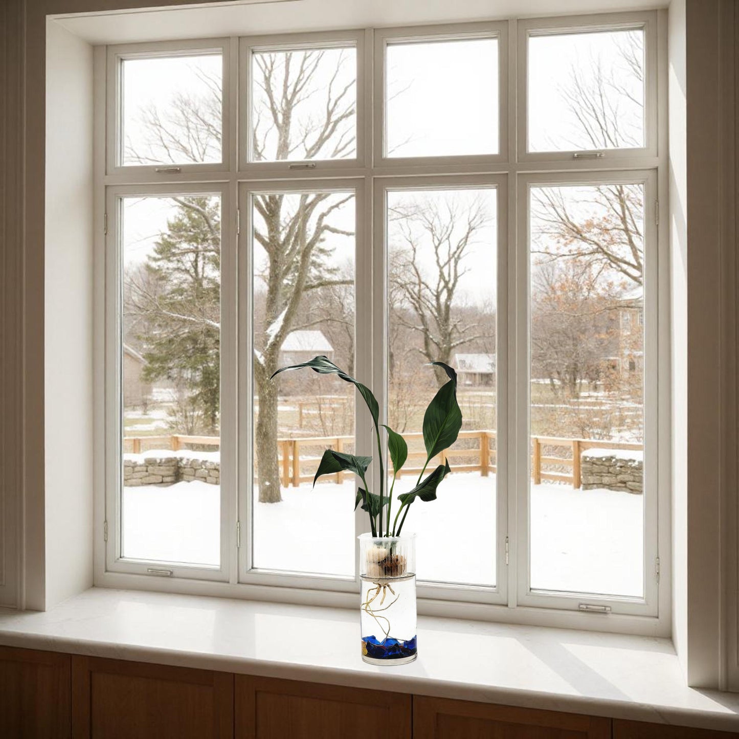 Modern Hydroponic Peace Lily in Glass Cylinder Vase, NASA-Approved Air Purifying Indoor Plant, Live Houseplant
