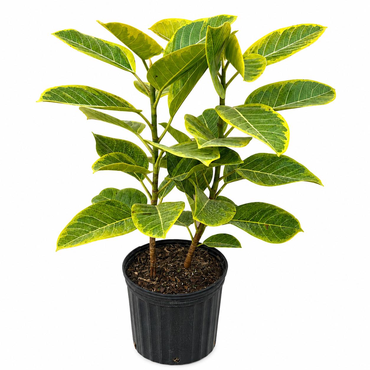 12” Ficus Altissima Yellow Gem Plant – Variegated Tropical Indoor Floor Plant