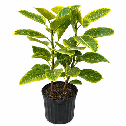 12” Ficus Altissima Yellow Gem Plant – Variegated Tropical Indoor Floor Plant