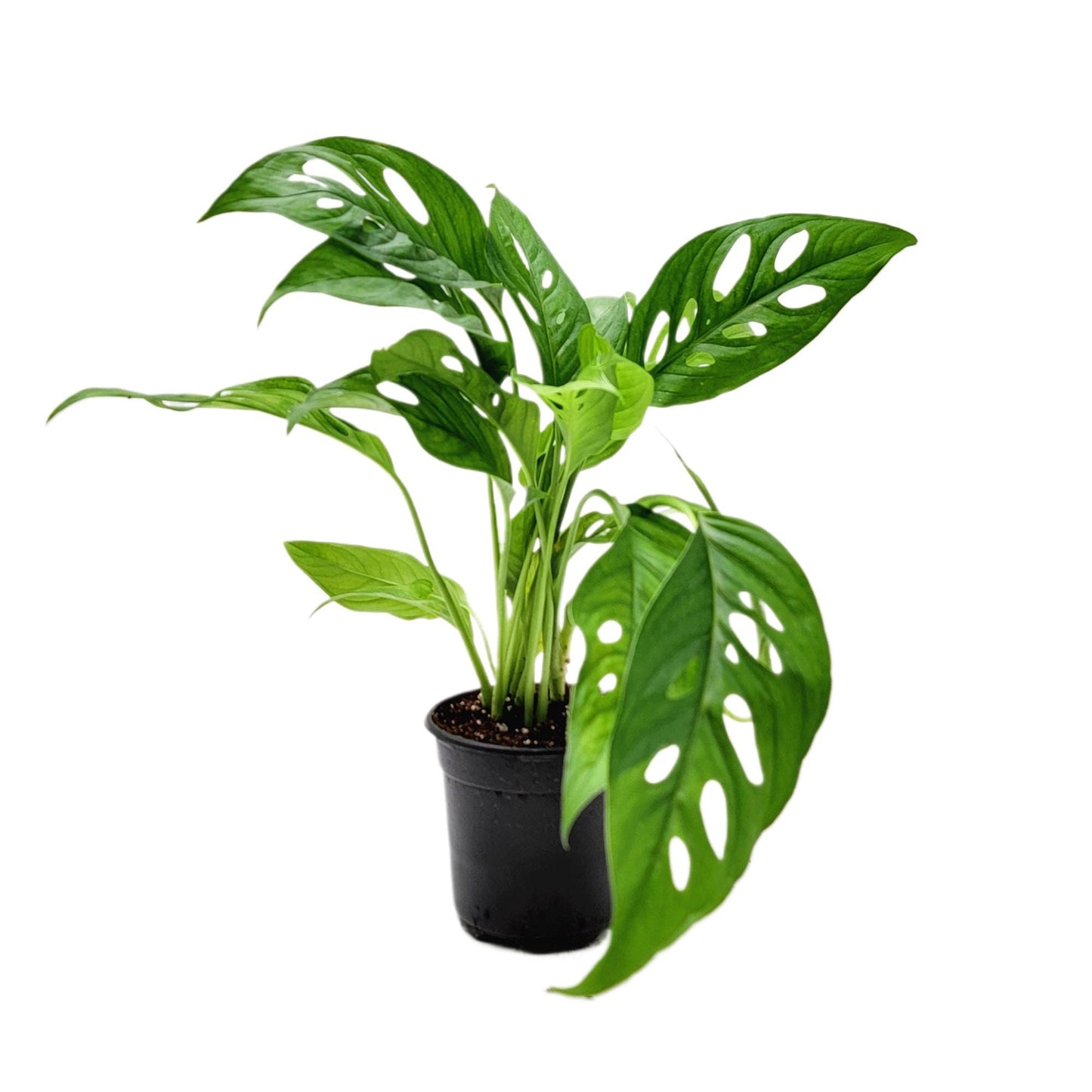 Rare Tropical Charm: Monstera Adansonii 'Swiss Cheese," Easy Care & Iconic Foliage Live Indoor Houseplant, Air Purifying Plant, 4-inch Pot