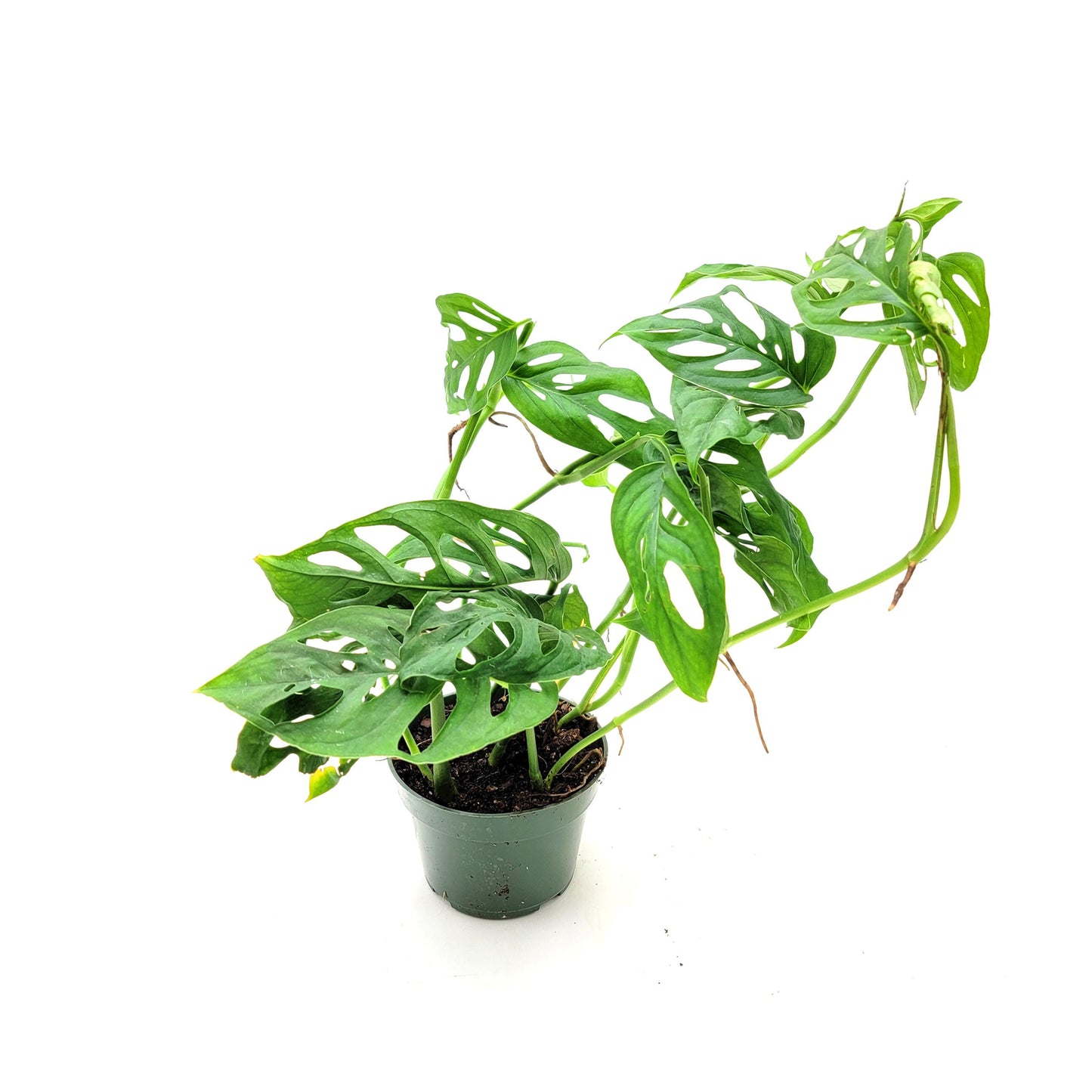 Rare Tropical Charm: Monstera Adansonii 'Swiss Cheese," Easy Care & Iconic Foliage Live Indoor Houseplant, Air Purifying Plant, 4-inch Pot