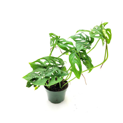 Rare Tropical Charm: Monstera Adansonii 'Swiss Cheese," Easy Care & Iconic Foliage Live Indoor Houseplant, Air Purifying Plant, 4-inch Pot