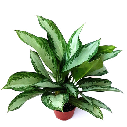6” Aglaonema Silver Bay, Aglaonema Maria, Chinese Evergreen – Houseplants, Air Purifiers, Gifts, Lucky Plants
