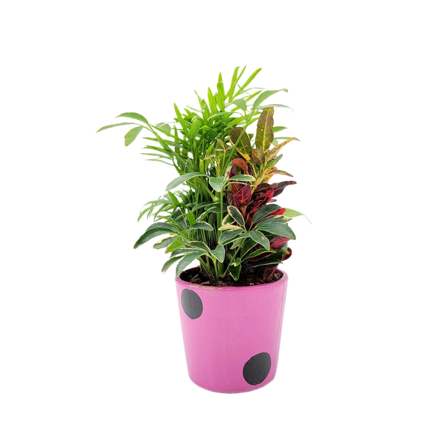 Dish Garden Mixed Plants in 6-Inch Ladybug Ceramic Planter - Cute Plant Gift, Live Indoor Houseplants, Novelty Planter, Air Purifying Plants