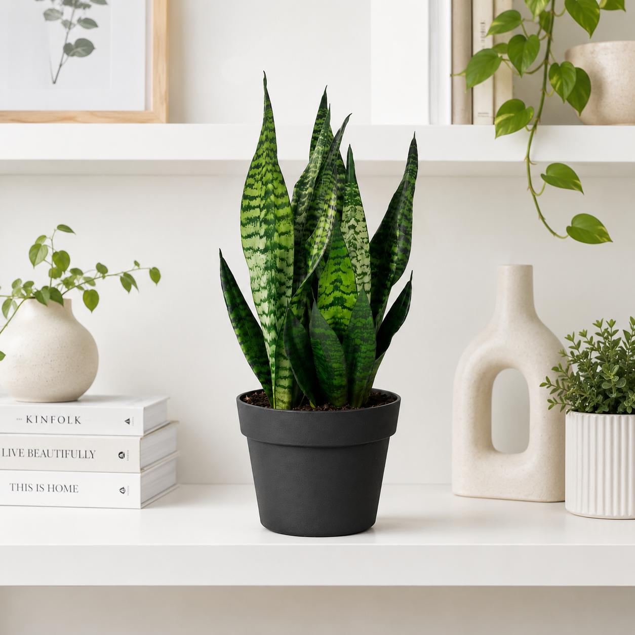 Sansevieria Robusta Snake Plant in 6-Inch Nursery Pot – Easy Low Light Indoor Houseplant