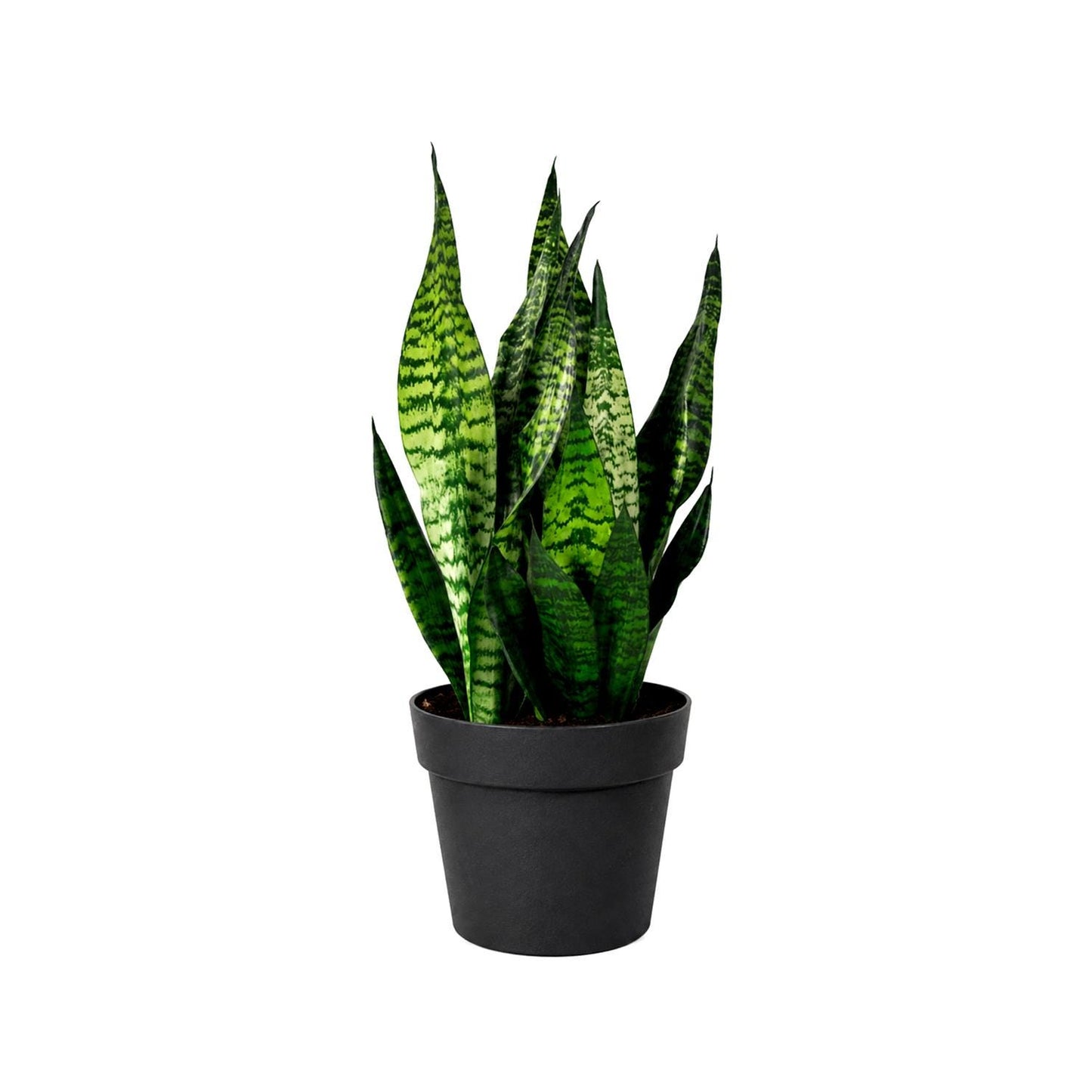Sansevieria Robusta Snake Plant in 6-Inch Nursery Pot – Easy Low Light Indoor Houseplant