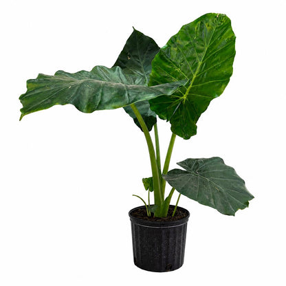 10” Elephant Ear Plant (Alocasia) – Large Tropical Indoor Houseplant for Bright Spaces