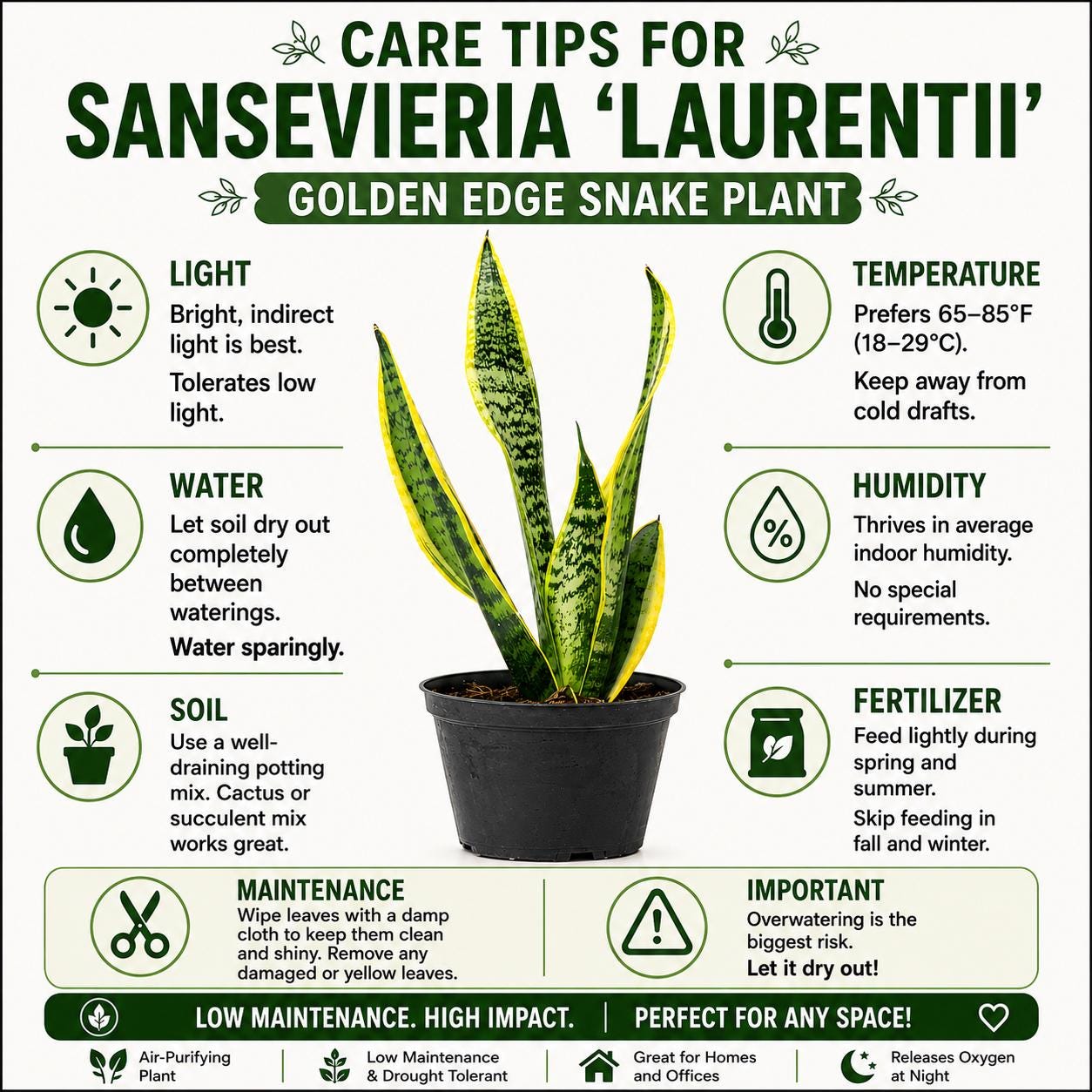 Sansevieria Laurentii Golden Edge Snake Plant in 6-Inch Nursery Pot – Easy Low Light Indoor Plant
