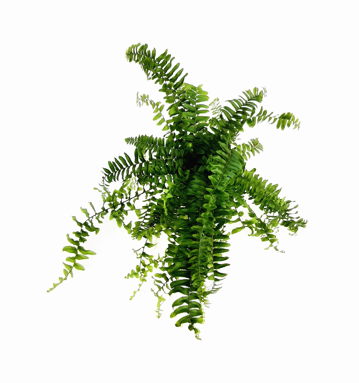 3.5“-pot Boston Fern, Nephrolepis exaltata, sword fern, ladder fern, boss fern - Houseplants, Foliage Plants, Air Purifier