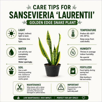 Sansevieria Laurentii Golden Edge Snake Plant in 6-Inch Nursery Pot – Easy Low Light Indoor Plant
