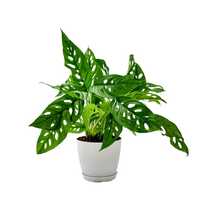 Rare Tropical Charm: Monstera Adansonii 'Swiss Cheese," Easy Care & Iconic Foliage Indoor Houseplant, Air Purifying Plant, 6-inch Decor Pot