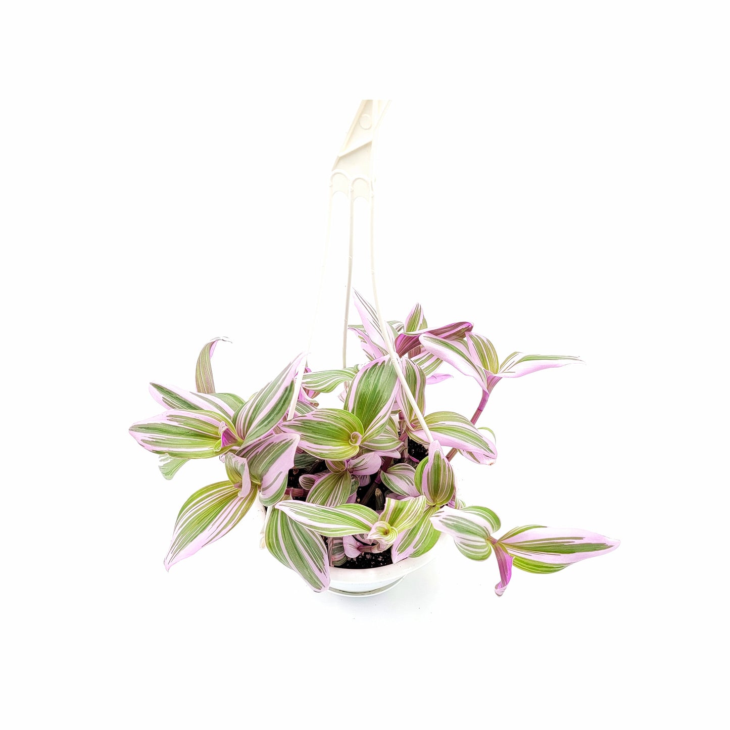 Fantasy Venice Wandering Jew/Tradescantia Nanouk/Tradescantia albiflora Nanouk – House Plants/Hanging Basket/Gift – 6" Hanging Basket