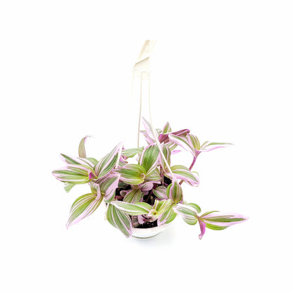 Fantasy Venice Wandering Jew/Tradescantia Nanouk/Tradescantia albiflora Nanouk – House Plants/Hanging Basket/Gift – 6" Hanging Basket