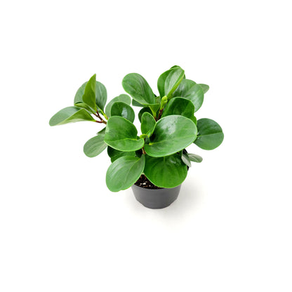 Peperomia Green, Peperomia obtusifolia, Baby Rubberplant, Pepper Face - House Plants, Tropical Plants, Foliage plants - 6" Pot