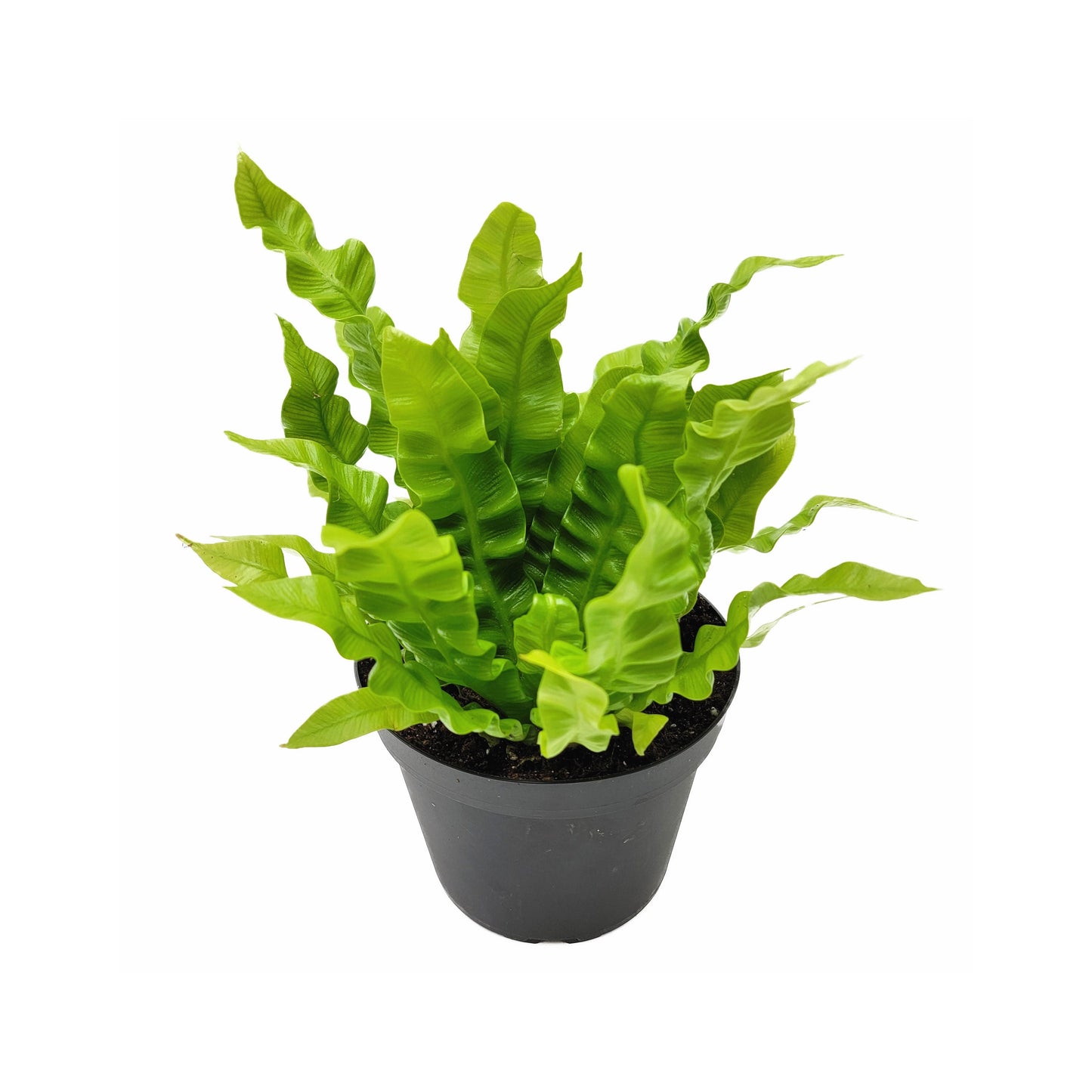 Crispy Wave Fern, Asplenium Nidus, Birds Nest Fern – Houseplants, Gift Plants, Bathroom Plants, Terrarium Plants, Air Purifier – 6” Pot